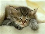 sweetcat